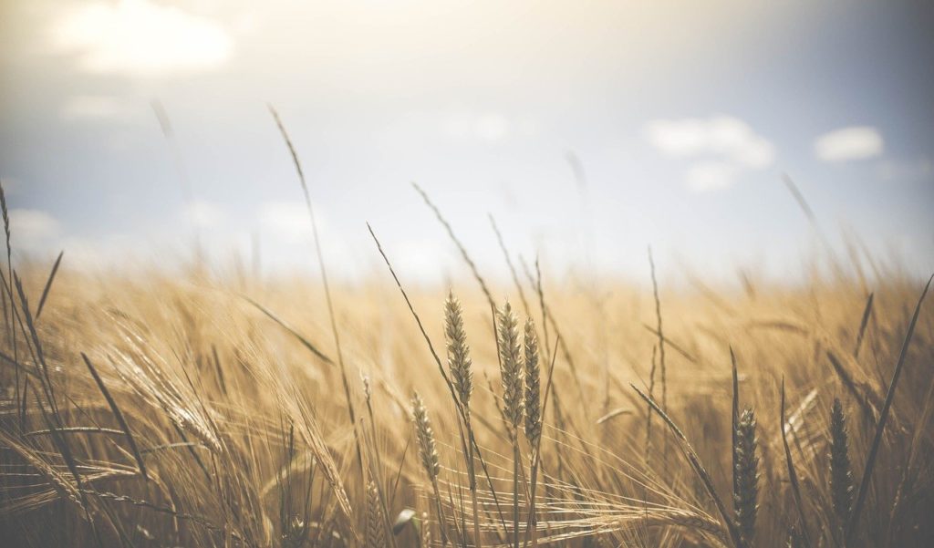 agriculture, wheat field, wheat