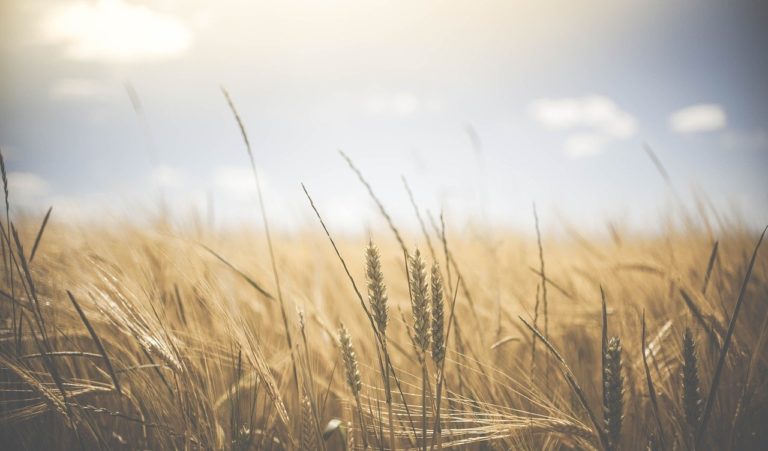 agriculture, wheat field, wheat